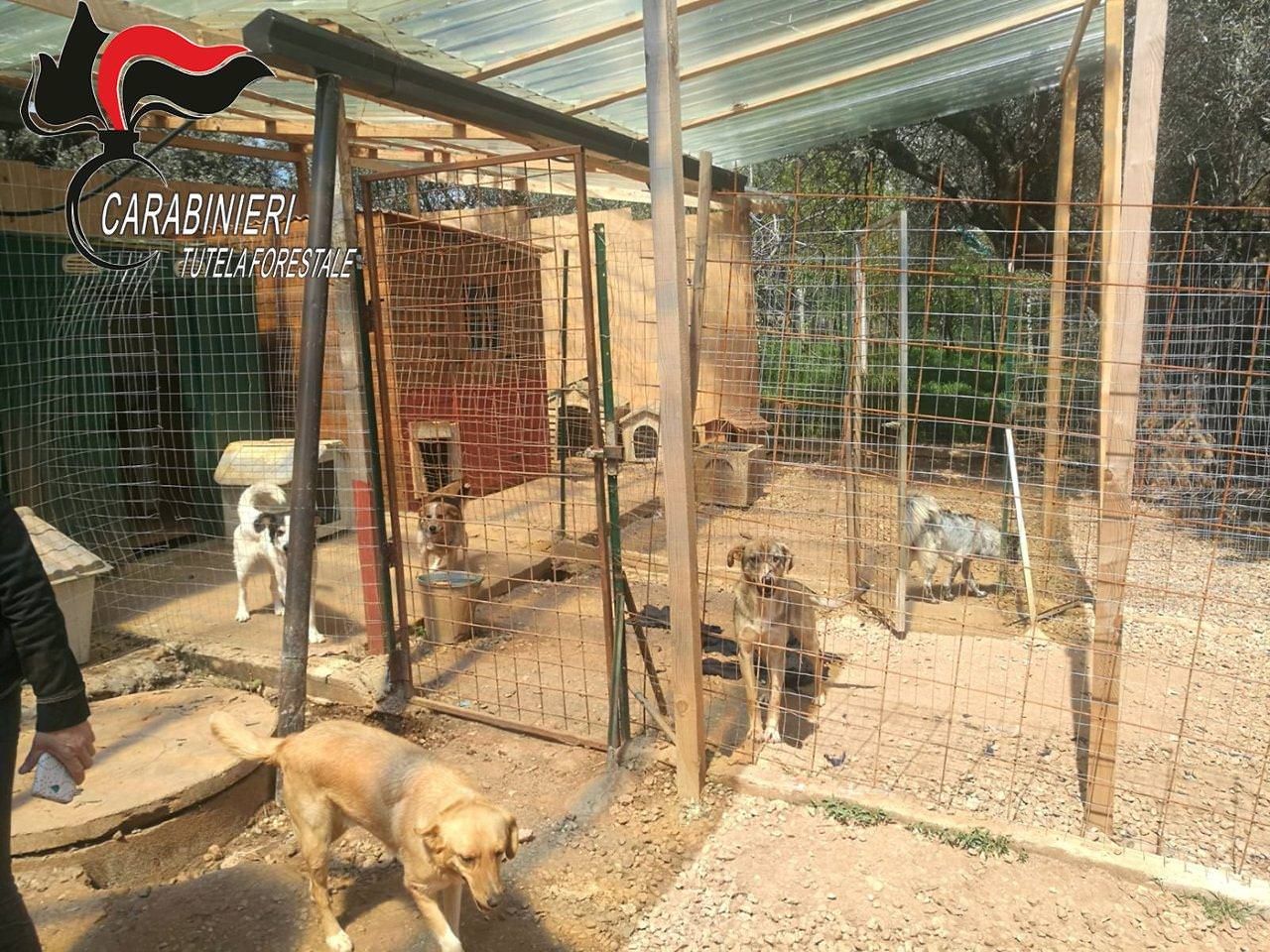 Mendicino, sequestrato canile abusivo