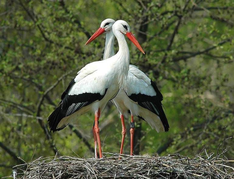 Valle dell'Esaro, cicogne bianche nidificano dopo 7 anni