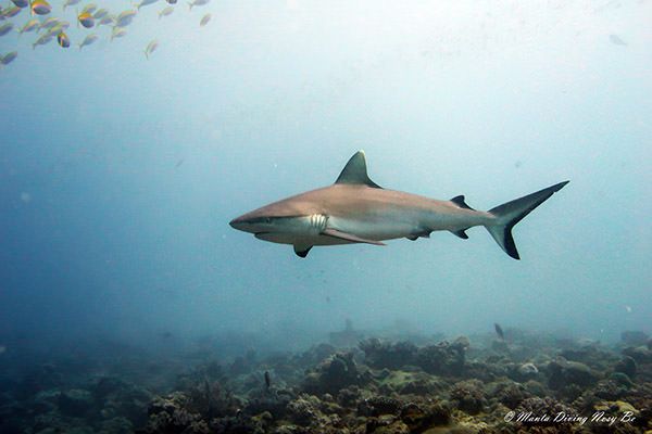 Il mondo si ritrova all'Unical per il Congresso internazionale sugli squali