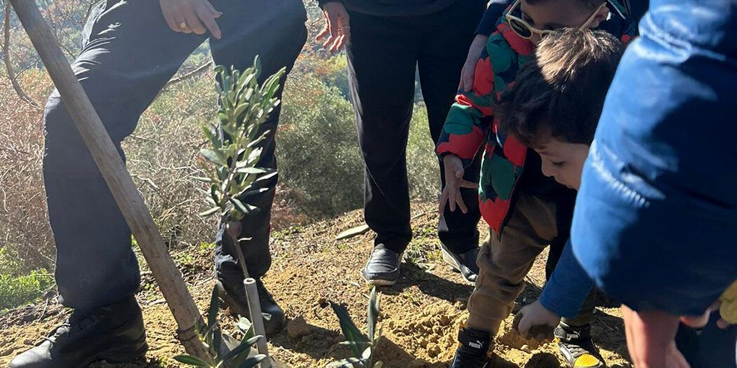 Luzzi, una pianta d’ulivo simbolo della rinascita