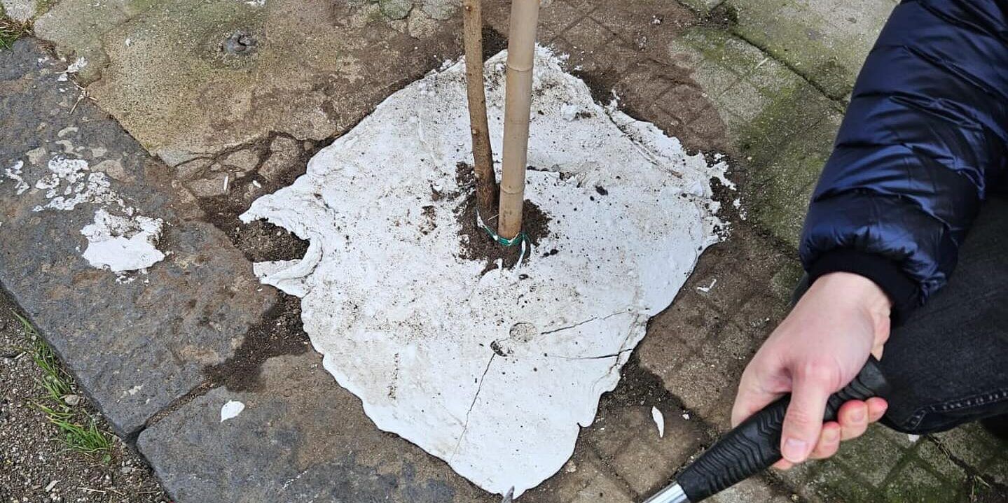 Cosenza, cemento alla base degli alberi (appena piantati) di Via Nicola Serra. Turco: «Intollerabile» – FOTO