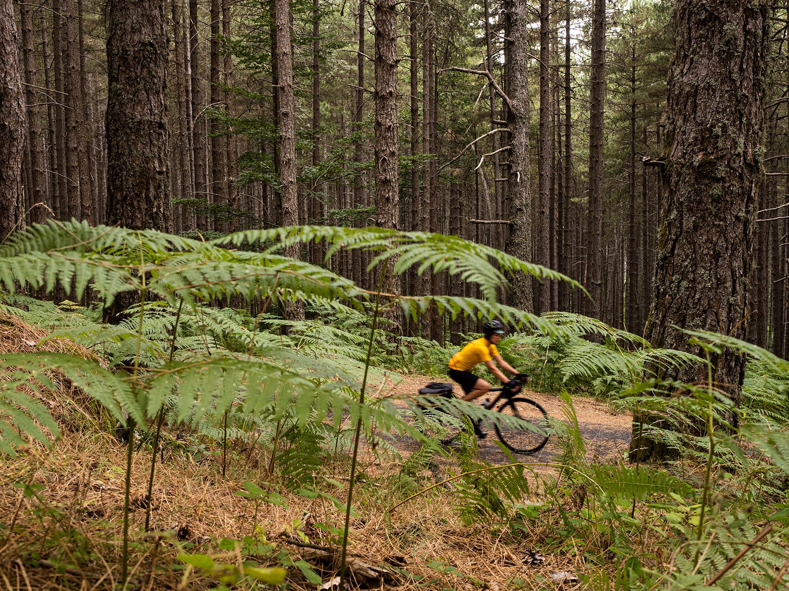 Male la differenziata nei comuni dei Parchi nazionali calabresi