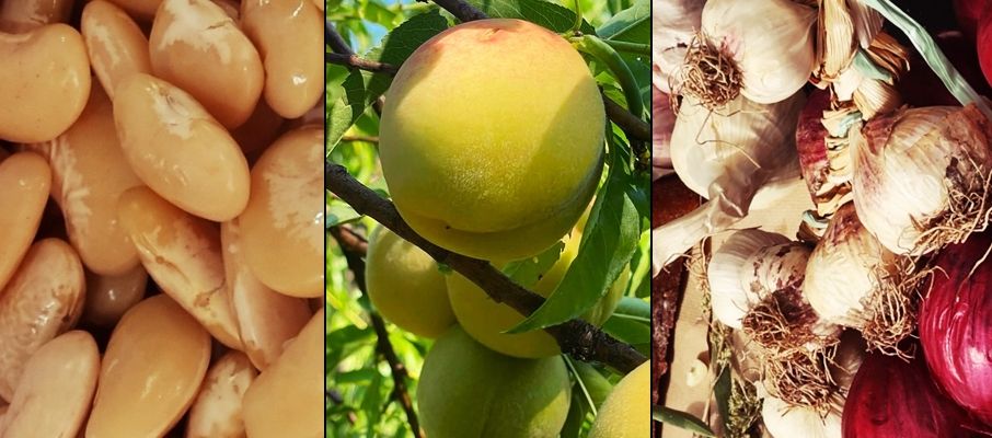 Aglio rosa, pesca tardiva e pappaluni, la Calabria svela i suoi Presìdi a Terra Madre