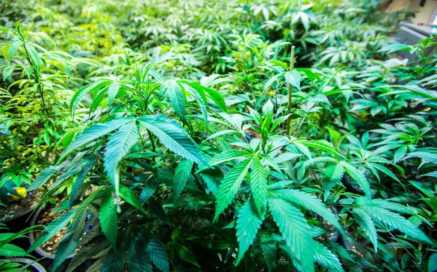 Scoperte 1500 piante di cannabis a San Marco Argentano