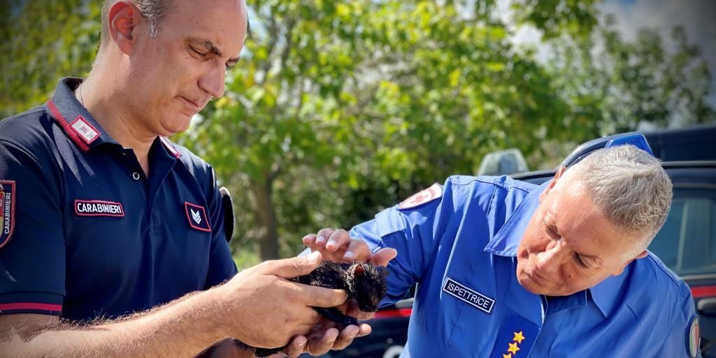 Vibo Valentia, i carabinieri salvano e adottano un gattino – VIDEO