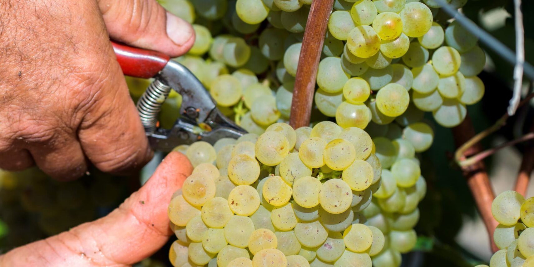 «I cinghiali iniziano la vendemmia»