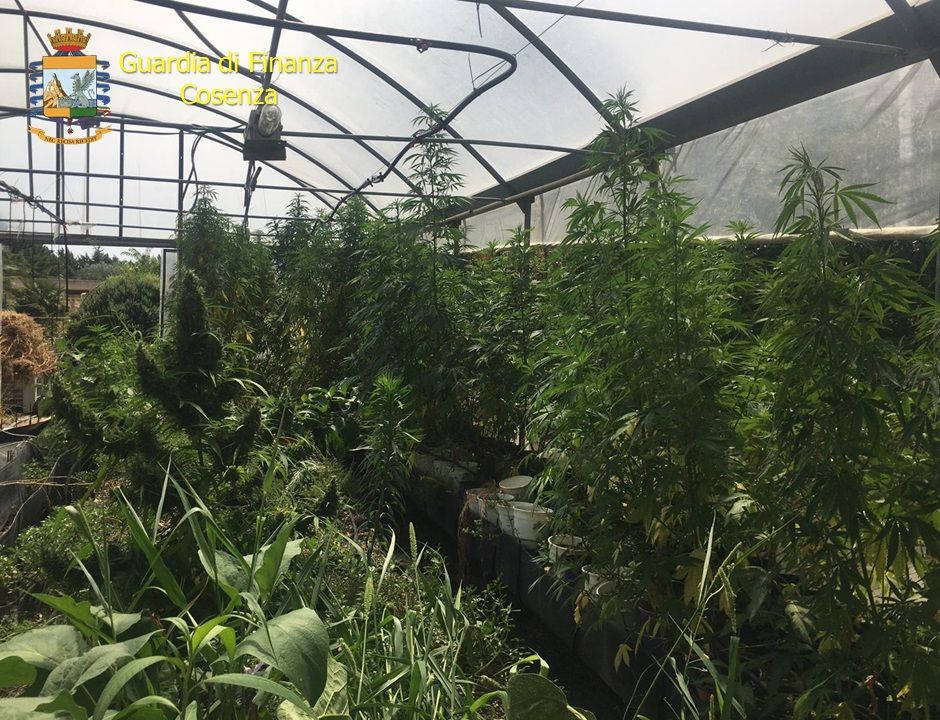 Sequestrati oltre 800 chili di marijuana, arrestato 40enne