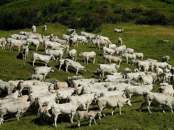 Regione immobile, agricoltori pronti alla battaglia