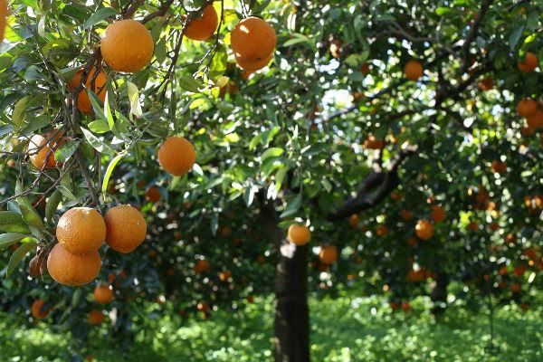 I sindacati a Rosarno: tolleranza zero contro il lavoro nero