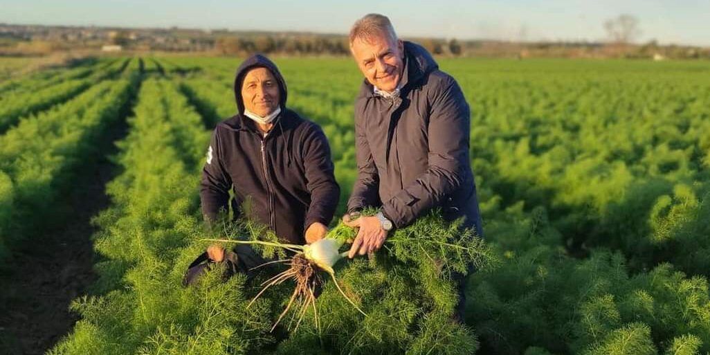 Il finocchio di Isola Capo Rizzuto è un marchio ad Indicazione Geografica Protetta (Igp)