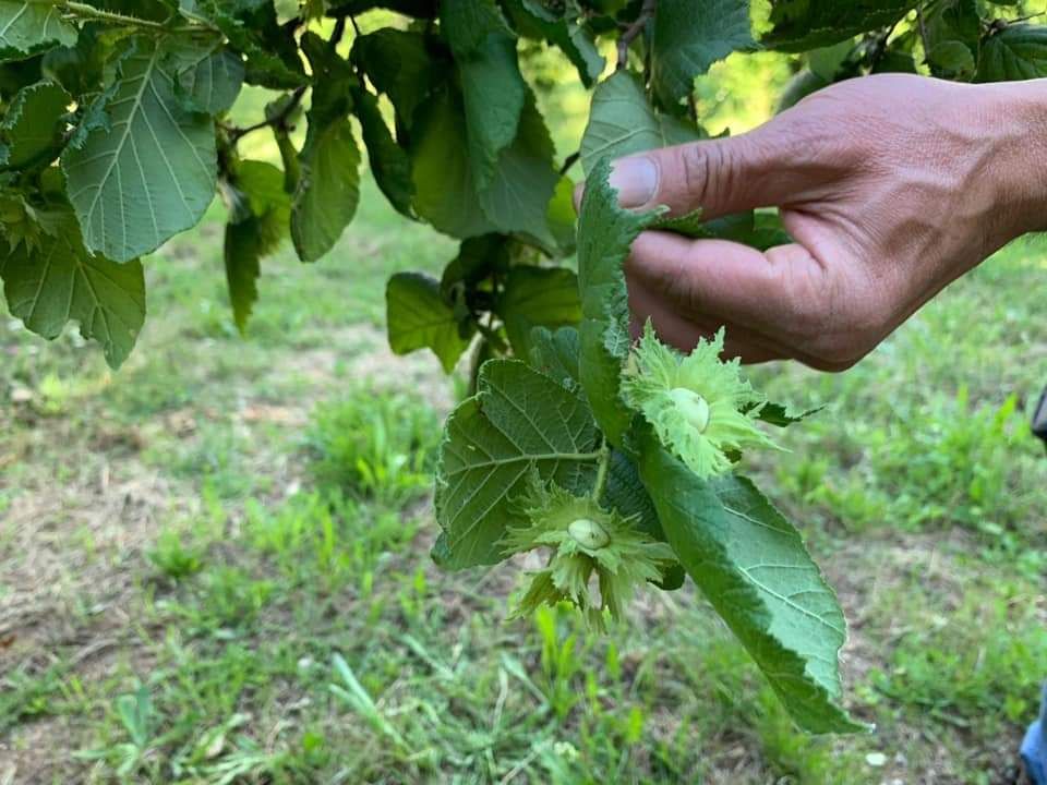 La chiave di svolta per la Tonda di Calabria bio: la trasformazione