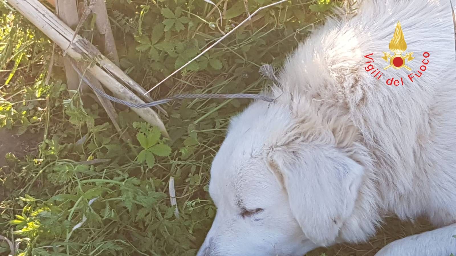Lamezia Terme, cane salvato da trappola dei bracconieri
