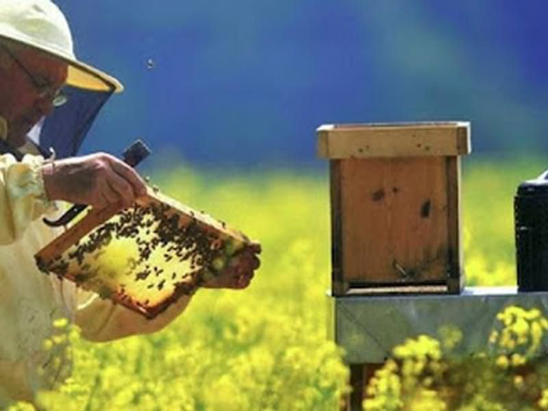 Apicoltura, in arrivo finanziamenti per 430mila euro