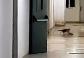 Loizzo: «Inconcepibili i topi in ospedale»