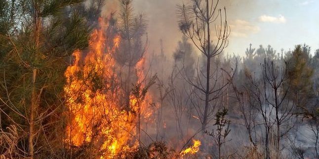 Emergenza roghi, «serve un intervento immediato»