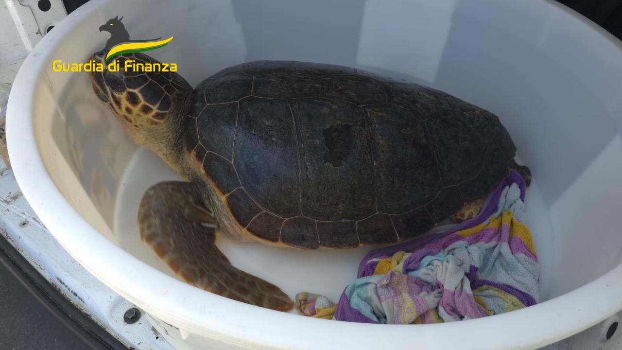 Rilasciata in mare “Ohana”, l’esemplare di Caretta Caretta salvata nel Vibonese – VIDEO E FOTO
