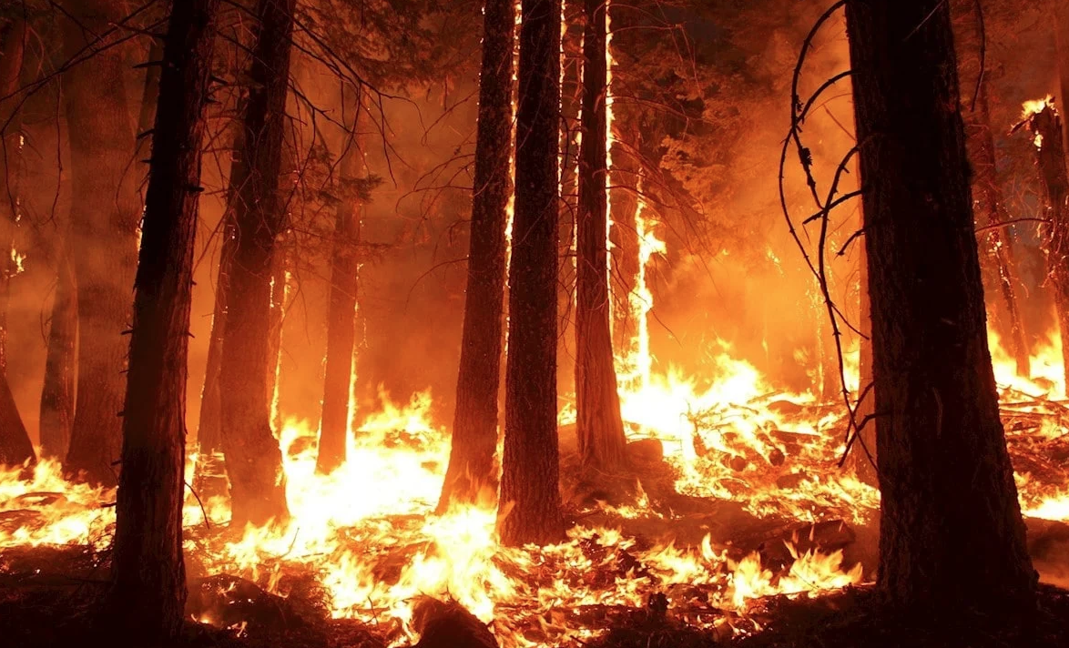 Gli incendi e l’estate infernale della Calabria: regione divorata dalle fiamme – FOTO E VIDEO