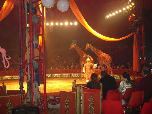 Rende, protesta contro l'uso di animali nel circo