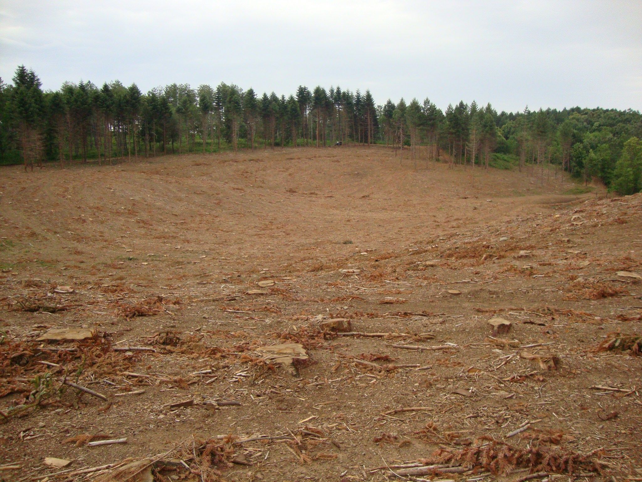 Taglia più di 4000 piante di abete, denunciato