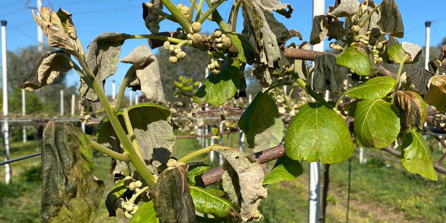 Gelate, l’agricoltura nella piana di Gioia Tauro paga il prezzo più alto