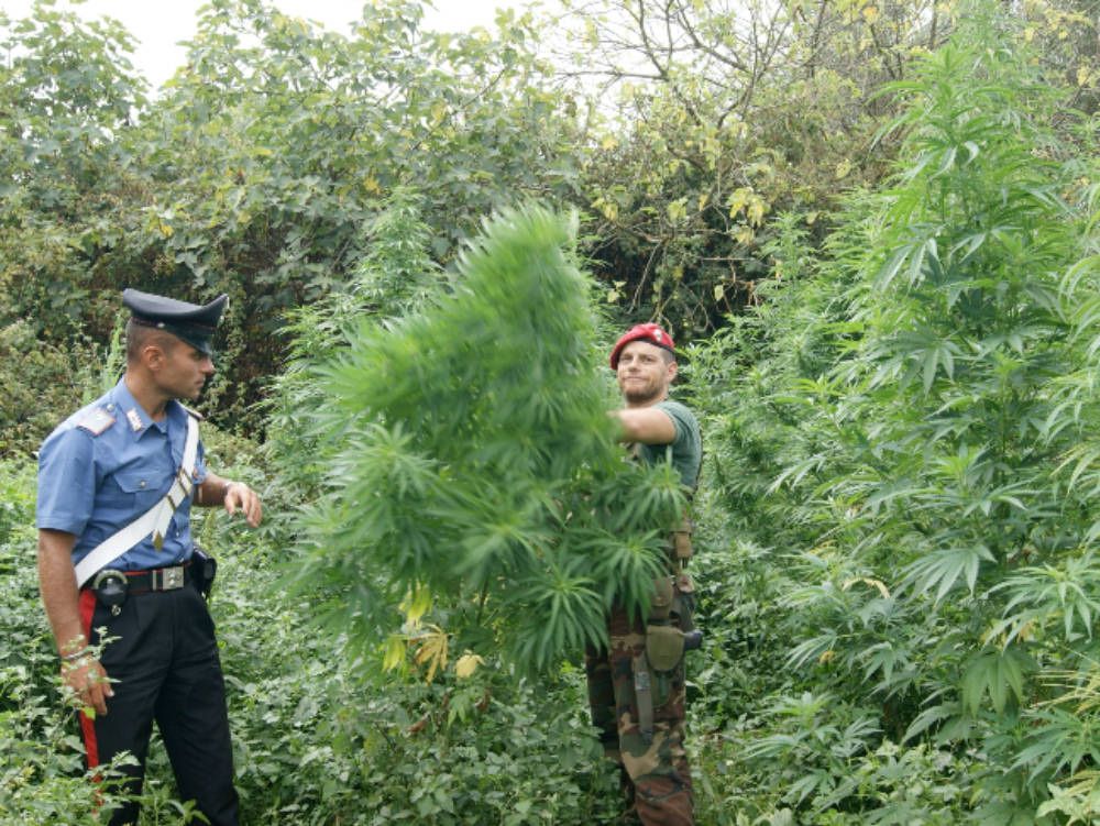 Carabinieri a caccia di marijuana, due arresti nella Locride