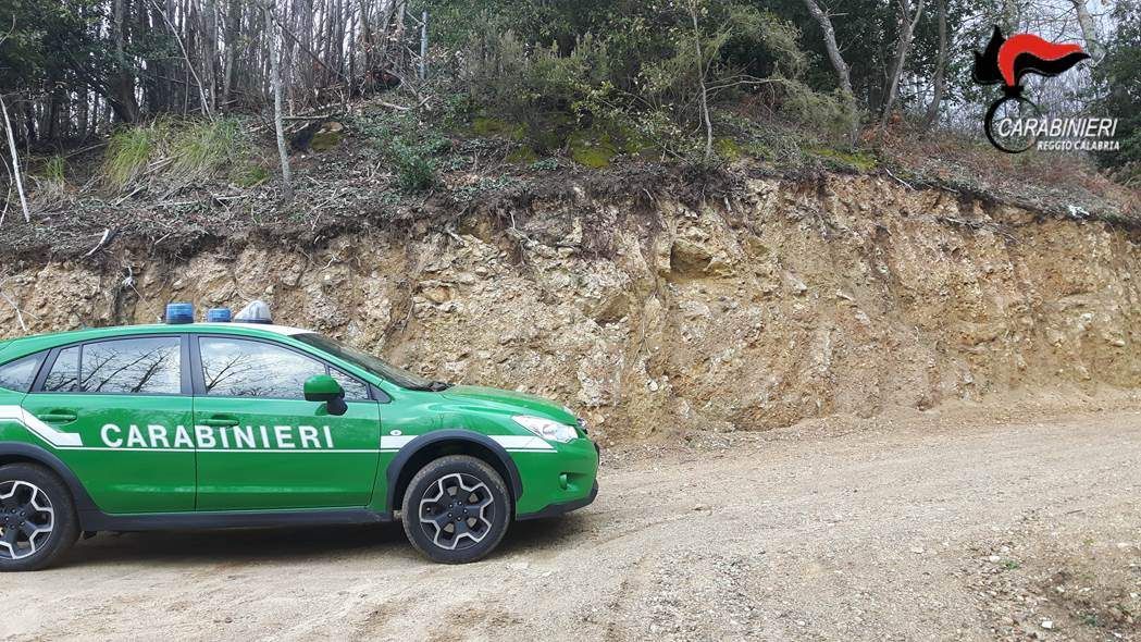 Bosco distrutto a colpi di ruspa, denunciato un 51enne