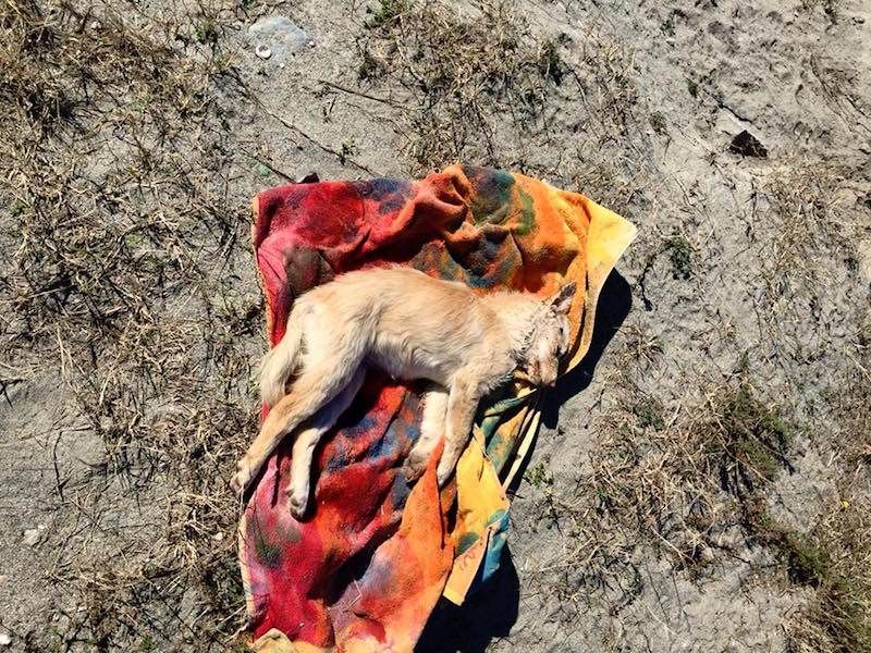 Strage di cani a Gizzeria