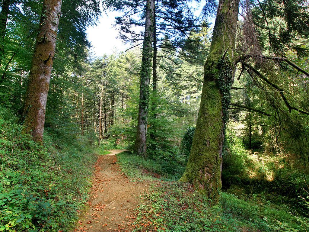 «Salvate i lupi nei boschi delle Serre» – VIDEO