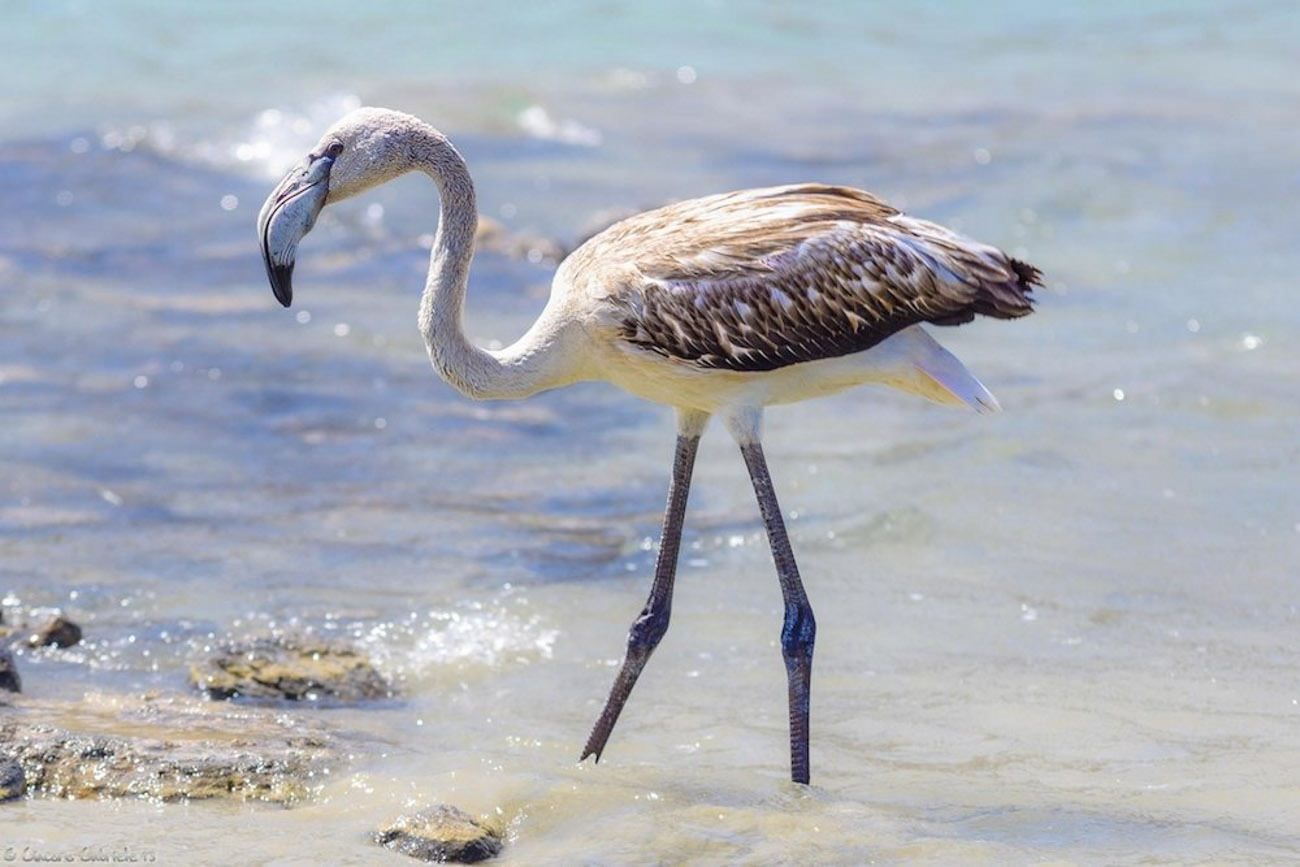 Fenicottero salvato a Reggio