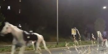 Cavalli in fuga nella notte a Roma, tre agenti feriti