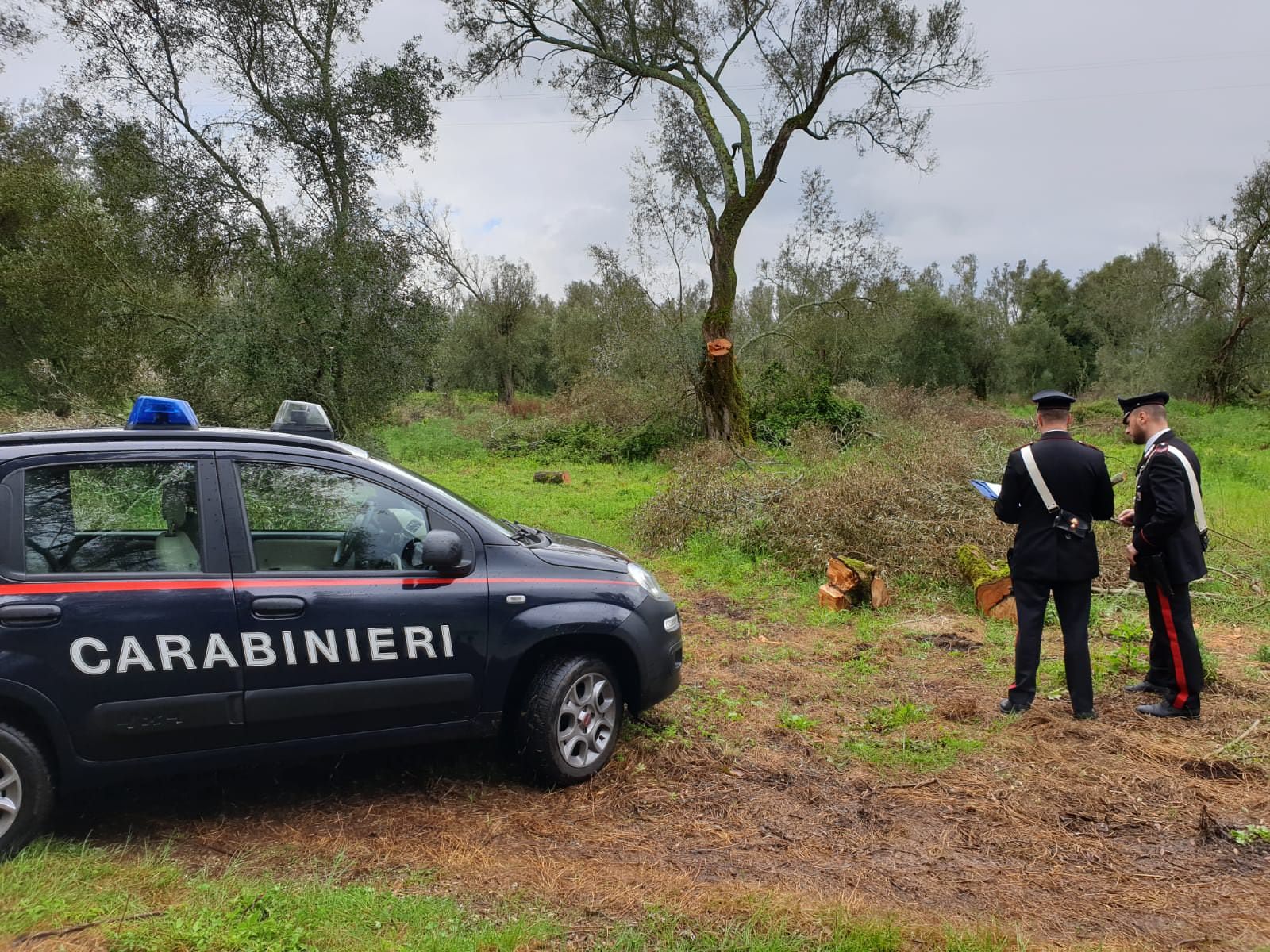 Tagliano e tentano di rubare 23 ulivi a Taurianova, arrestati