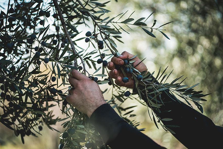 Piano olivicolo regionale, Gallo: «Puntiamo a consolidare la filiera per aumentare competitività»