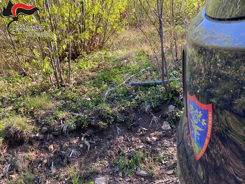 Rota Greca, denunciati per furto aggravato di alberi
