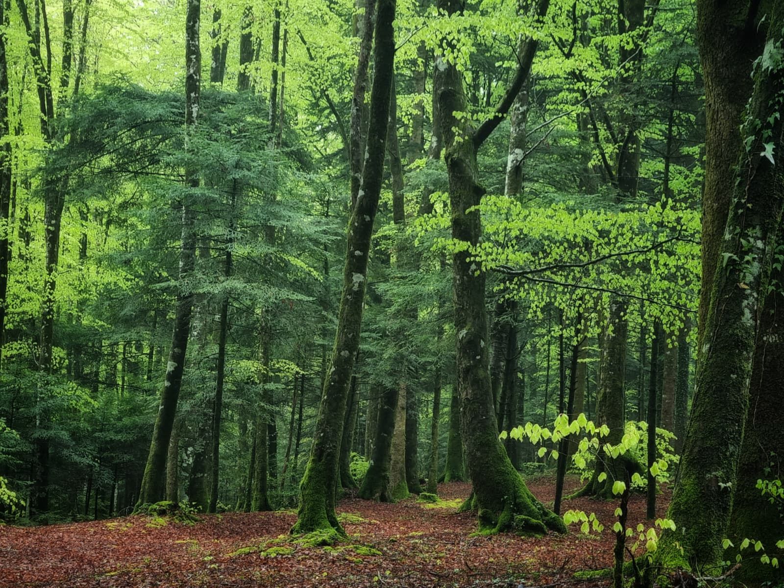 Il Parco delle Serre diventa Biodistretto e rigenera il futuro