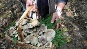 Cercatore di funghi colpito da infarto, salvato dai finanzieri