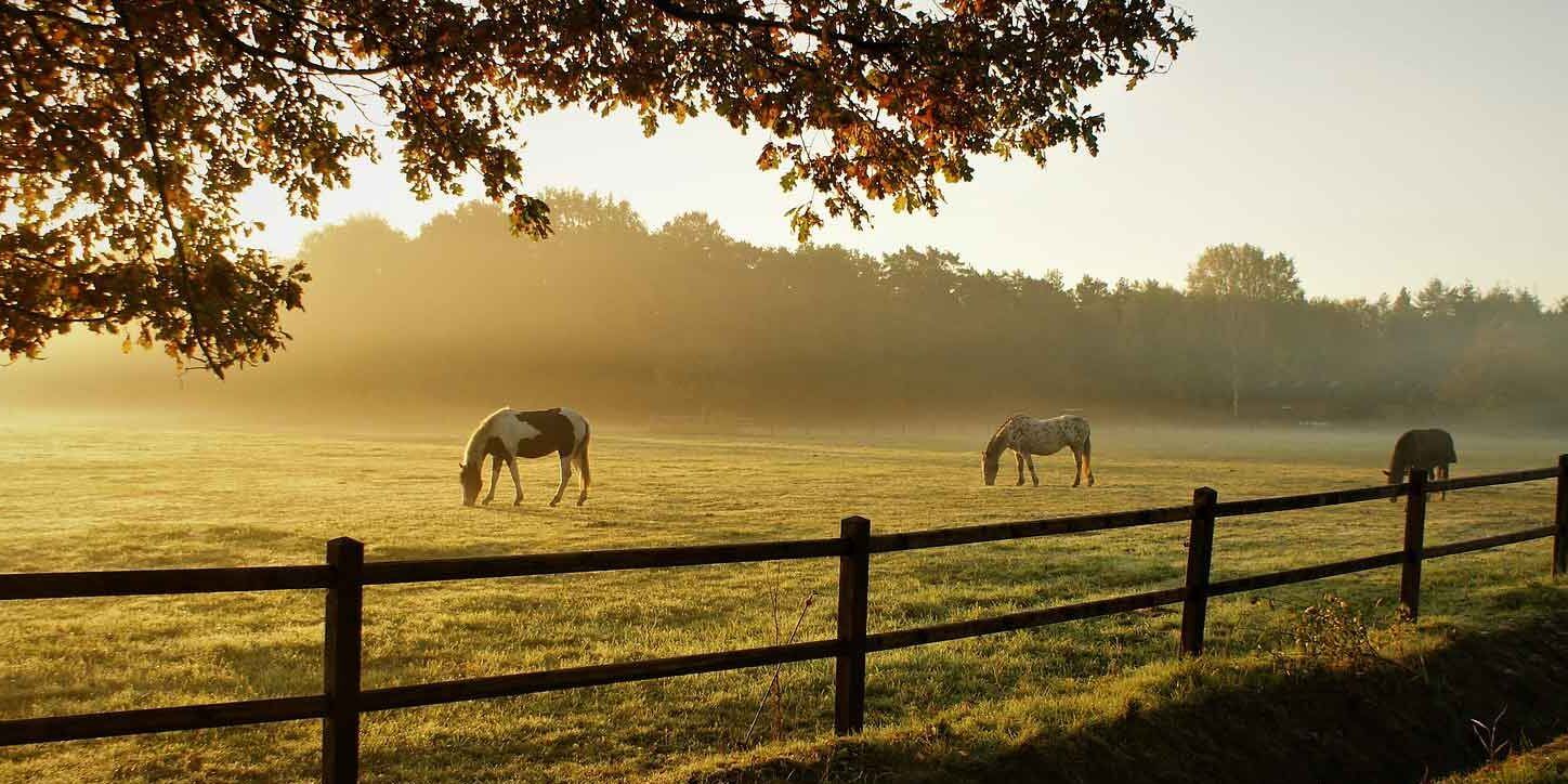Agrinsieme: «Approvare subito la proposta di legge sull’ippicoltura»