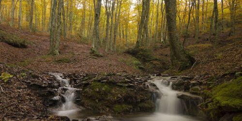 faggete-aspromonte-pollino