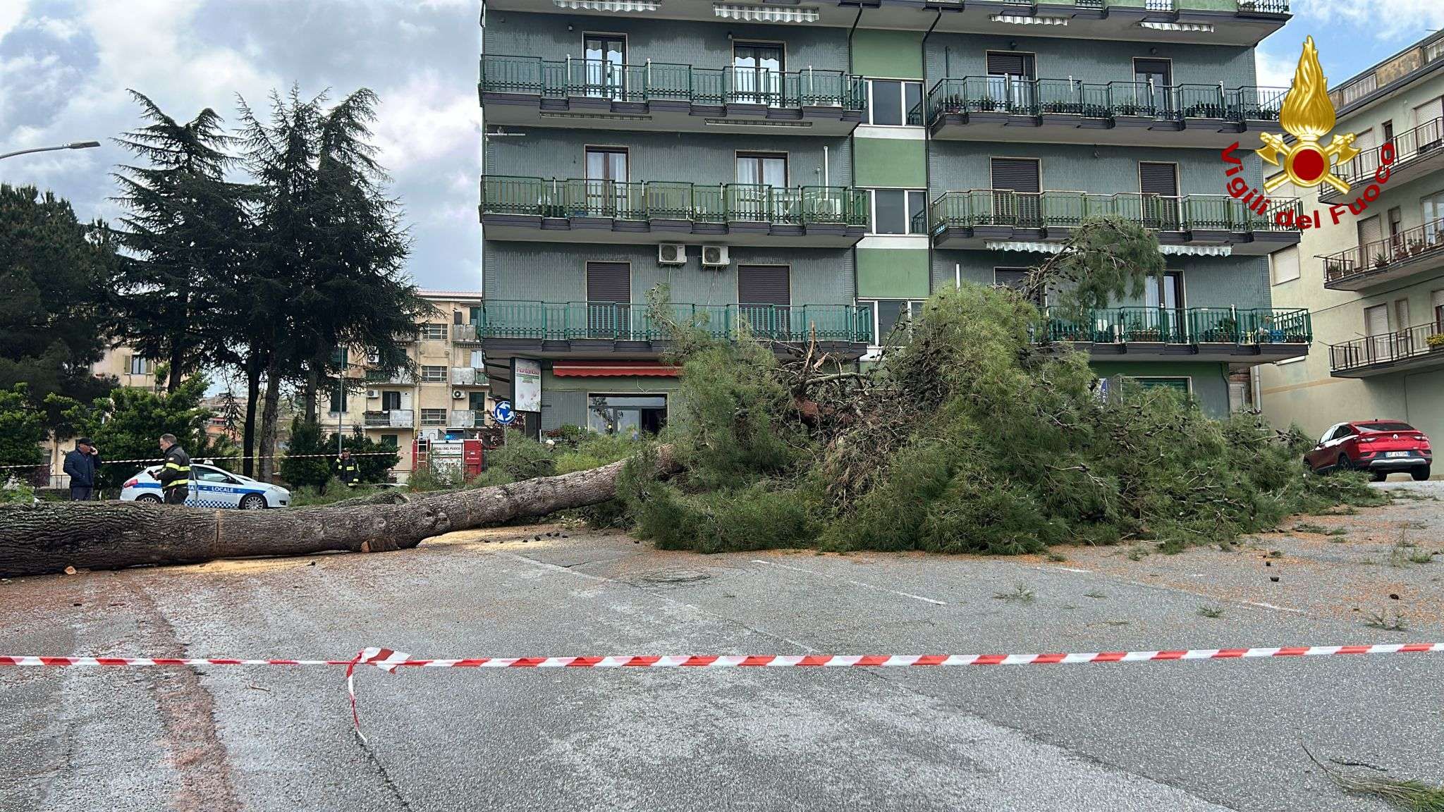 Albero pericolante a Vibo Valentia, intervengono i Vigili del Fuoco – FOTO