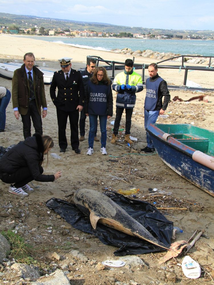 Allarme per la salute dei delfini