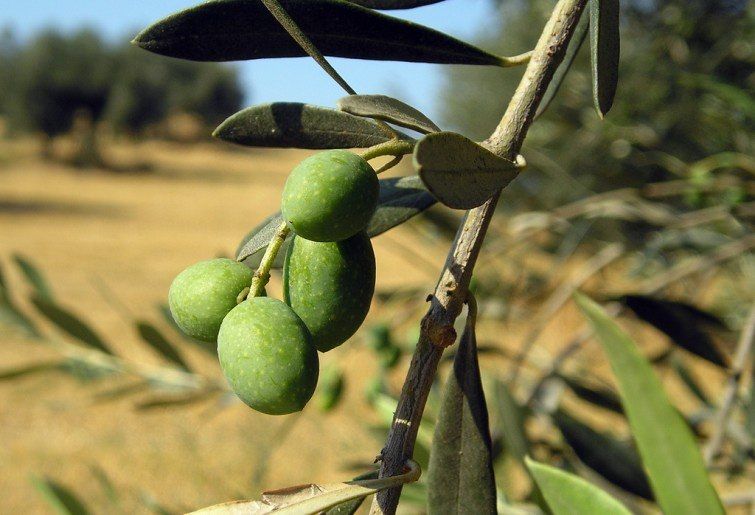 Falso olio made in Italy, sequestri in Calabria