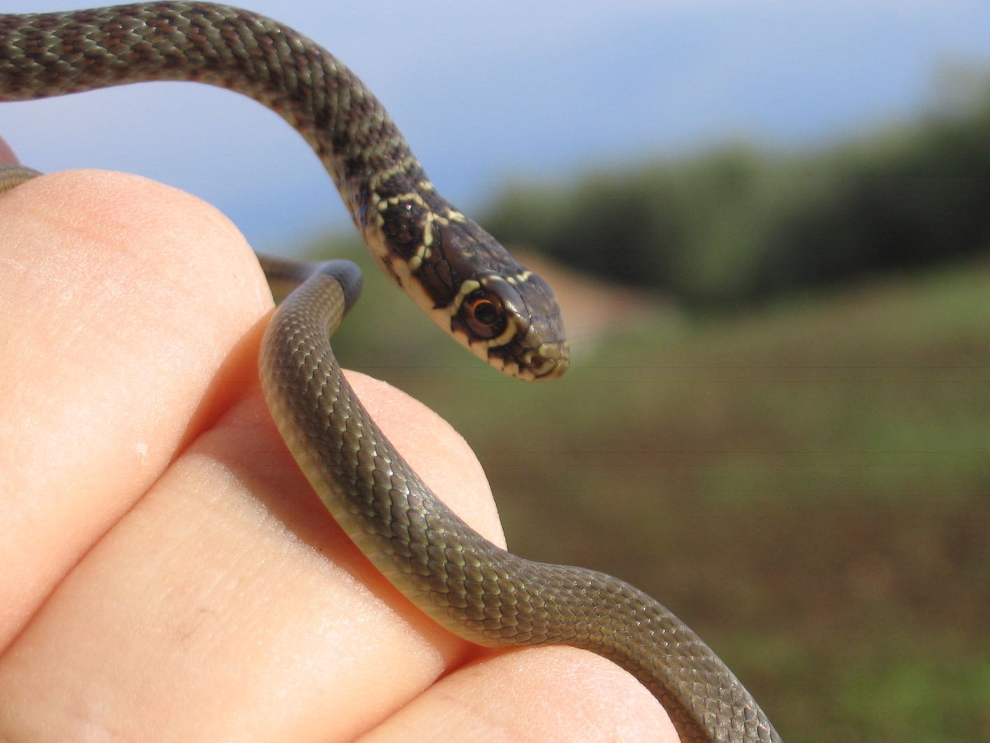 «Non schiacciate quel serpente»