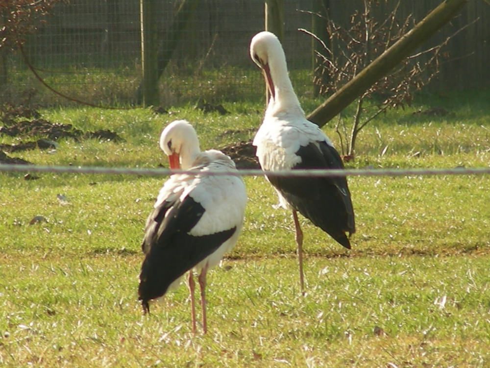 Bagnara, la polizia provinciale  salva due cicogne bianche