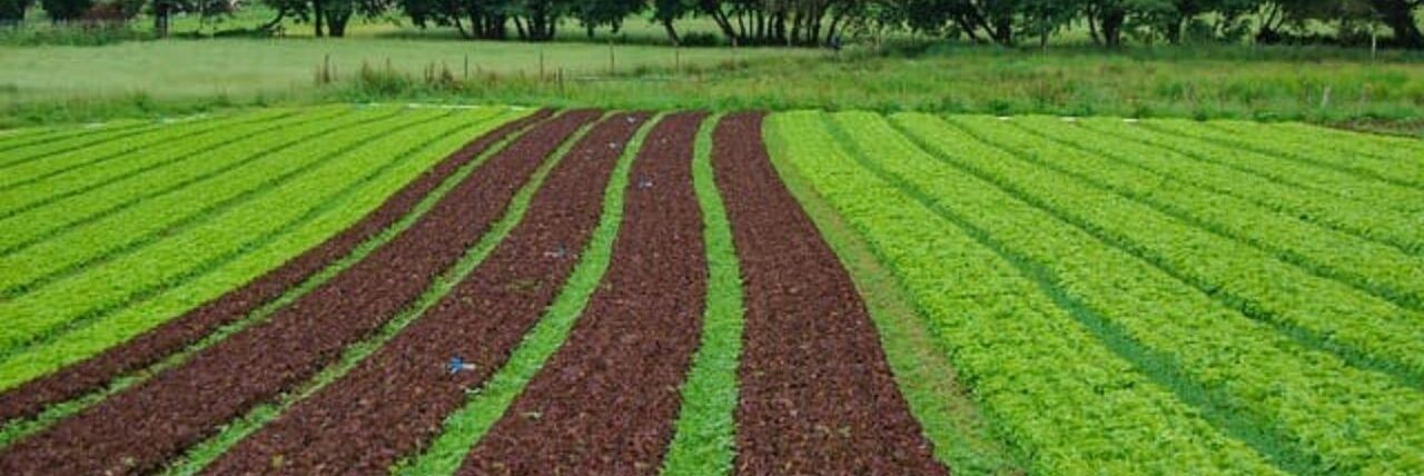 Giornata mondiale del suolo, Confagricoltura: «Preservare i terreni fertili»