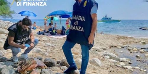 tartaruga ferita vibo