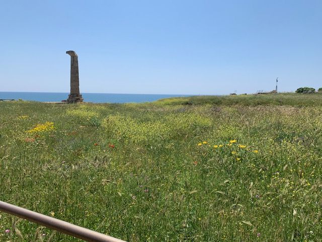 «Il parco Archeologico di Capocolonna sembra una jungla»