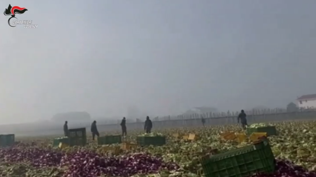 Gli schiavi nei campi, minacce di morte per una paga da fame. «O così o ti licenzio»