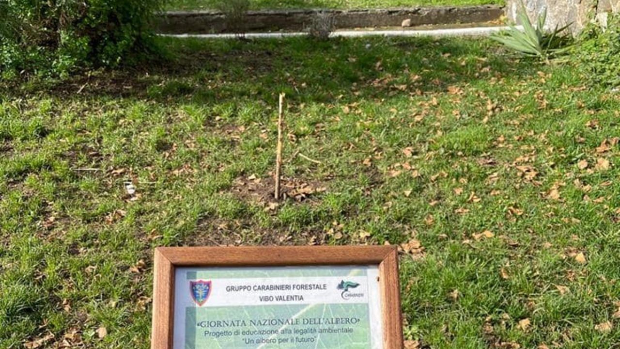 Lulli: «Occorre ripiantare subito l’albero della legalità a Vibo»