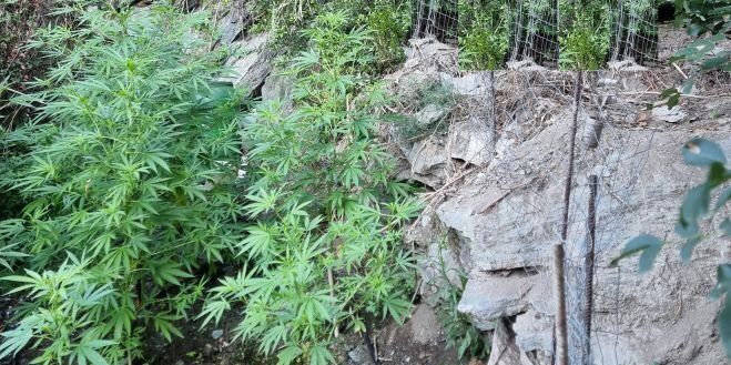 Scoperta e sequestrata una coltivazione di cannabis nel Catanzarese – FOTO