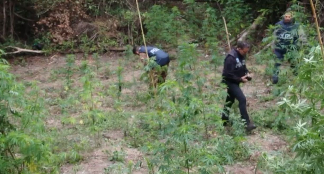 Droga nelle Serre vibonesi: tre arresti e sequestri per oltre 700 kg di marijuana – VIDEO