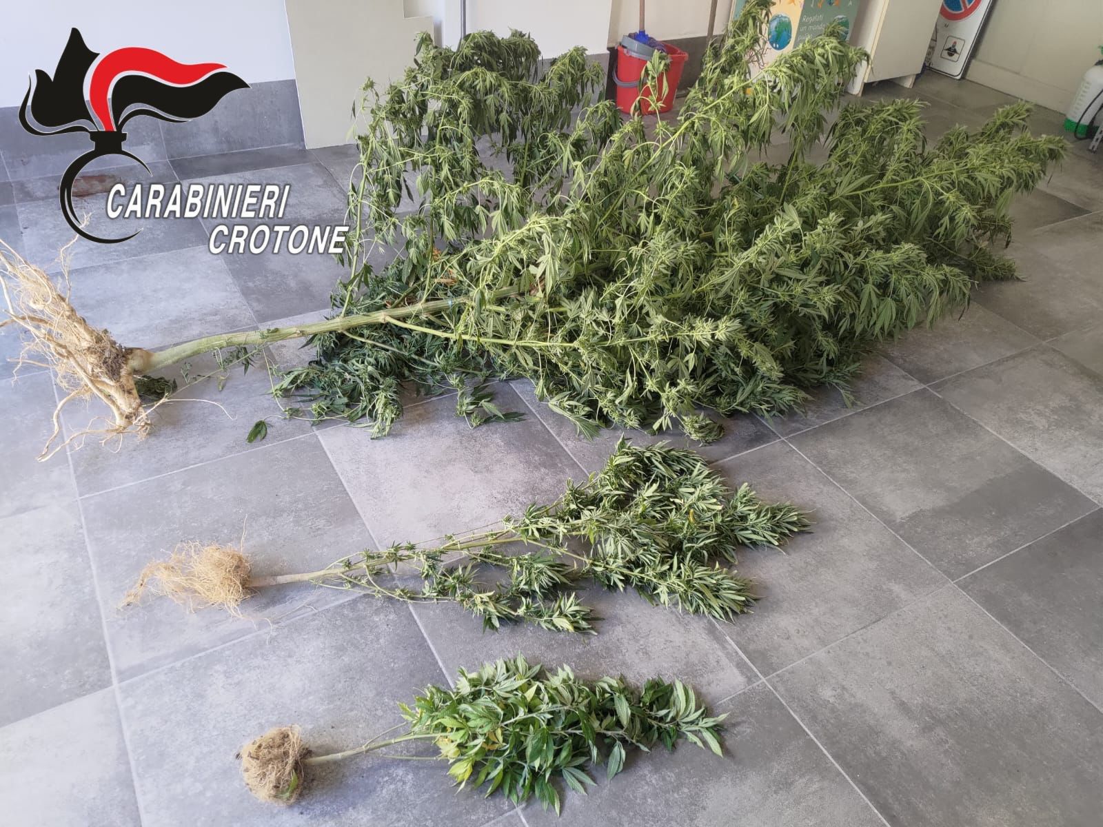 Sequestrate piante di marijuana nel Crotonese, denunciato 48enne – VIDEO